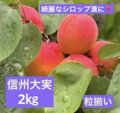 ★小粒で粒揃い♪ ドライアンズにも♪信州大実 2㎏　あんず　アプリコットのサムネイル
