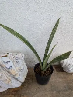 サンスベリア ジュピター 1 Sansevieria Jupiter 1 - メルカリ