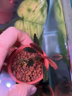 2026年最新】ゴーストカリマンタンの人気アイテム - メルカリ