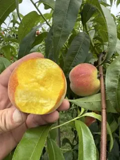 【長野県産】【超貴重】　ワッサー　10キロ 30~40玉 長野県産】【超貴重】 ワッサー 10キロ 30~40玉 - メルカリ