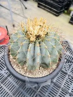 王冠竜 サボテン①のサムネイル