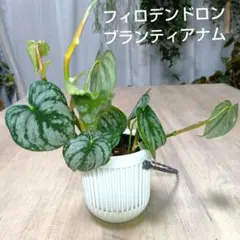 2025年最新】フィロデンドロンシルバーソードの人気アイテム - メルカリ