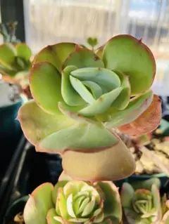 多肉植物 ピーチプリデ 抜き苗 2 - メルカリ