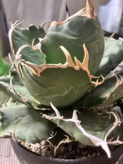 『アガベ終い』アガベ チタノタ　白鯨（Kaiju Plant鉢植え発送）のサムネイル