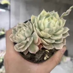 2026年最新】オンスロー錦の人気アイテム - メルカリ