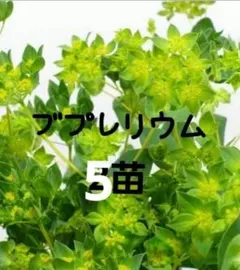 2026年最新】寄せ植え花の人気アイテム - メルカリ