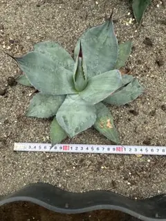 アガベ 地植え　※千葉県引き取り限定 アガベ 地植え ※千葉県引き取り限定 - メルカリ