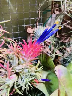 t*0様 Tillandsia ionantha 'Dwarf Clone' T - メルカリ