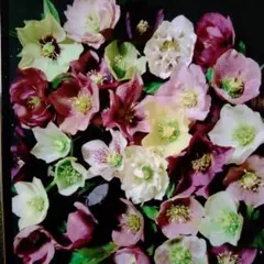 よこっちゃん様専用クリスマスローズの苗㊸ ２年経ちました苗７cm前後７株速達