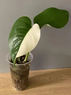 斑入りモンステラ ホワイトタイガー極美大株83cm白斑多レア 2025年最新】斑入りモンステラ ホワイトタイガーの人気アイテム