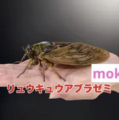 リュウキュウアブラゼミ いきもの大図鑑アドバンス セミ02 アブラゼミ バンダイ