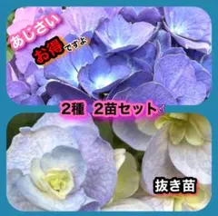 2026年最新】紫陽花 セット 苗の人気アイテム - メルカリ