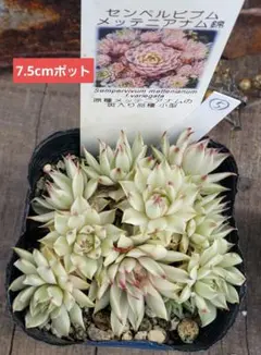 2026年最新】多肉植物 メッテニーの人気アイテム - メルカリ