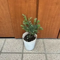 ヒムロスギ苗のサムネイル