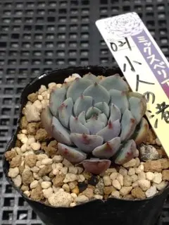 105 多肉植物 雪つぼみ ミックスベリア おらいさん抜き苗 - メルカリ