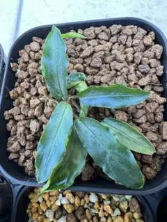 Homalomena Euclase Riau sumateraのサムネイル