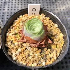 2026年最新】観葉植物 アエオニウムの人気アイテム - メルカリ