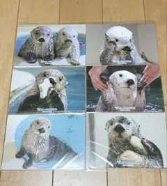 鳥羽水族館 クリアファイル ラッコ とばすい トバ水 - メルカリ