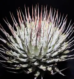 と*ん様 アガベutahensis eborispina青葉 陽炎 特大株SP アガベ utahensis eborispina 陽炎 大株 青葉 ロングトップ - メルカリ