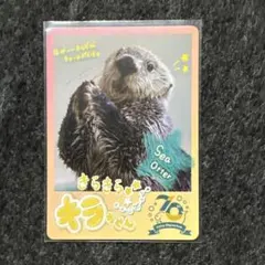鳥羽水族館 ラッコ クリアファイル 1点 - メルカリ