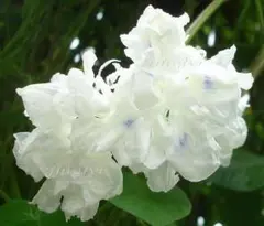 たんぽぽ様 リクエスト 3点 まとめ商品