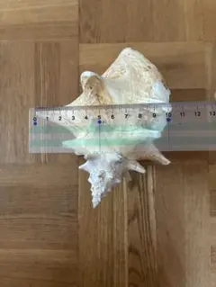 特大牡蠣殻 広島県産 9キロ 水槽用ろ過材 園芸 特大牡蠣殻 広島県産 9キロ 水槽用ろ過材 園芸 - メルカリ