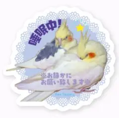【新品】オカメインコ・ペアの睡眠中！・型抜きステッカ一♪1枚♪可愛い♥