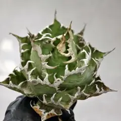 2025年最新】アガベ ブツブツの人気アイテム - メルカリ