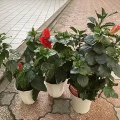 お買い得品！鉢花 ハイビスカス レッドスター 赤色 10号鉢 - メルカリ