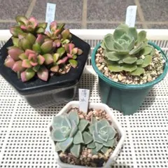 リンゴちゃん様 リクエスト 2点 まとめ商品