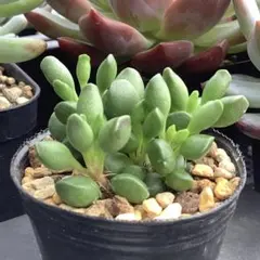 2025年最新】アドロミスクスの人気アイテム - メルカリ