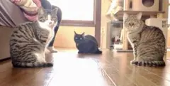 Shinobee様　専用