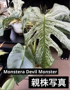 MONSTERA DEVILMONSTERモンステラ デビルモンスター ボトム茎 - メルカリ