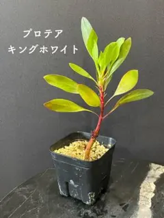 希少 プロテア オーストラリスパッション 挿し木 苗 鉢植え オージー プランツ 希少 プロテア オーストラリスパッション 挿し木 苗 鉢植え オージー