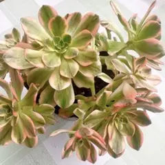 60#多肉植物アエオニウム錦❤️ 緑のバラ ❤️1大頭18cm 拔き苗 多肉植物。アエオニウム緑のバラ法師錦抜き苗1株 - メルカリ