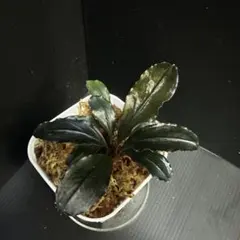 たろんぼ様 リクエスト 2点 まとめ商品