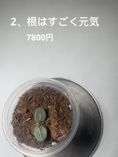 Lily様確認専用ページ