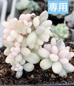 2026年最新】乙女心 多肉錦の人気アイテム - メルカリ