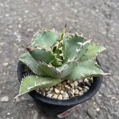 アガベ　連刺フィリグリー　メルカリ便 アガベ フィリグリー子株② チタノタ filigree 連刺 - メルカリ