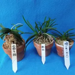 富貴蘭白翔和歌山県産 - メルカリ