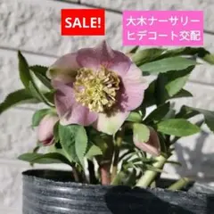 2026年最新】大木 クリスマスローズの人気アイテム - メルカリ
