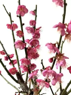 2026年最新】盆栽野梅の人気アイテム - メルカリ 盆栽 今が旬 花梅