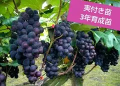 しょうゆ隊様 リクエスト 2点 まとめ商品