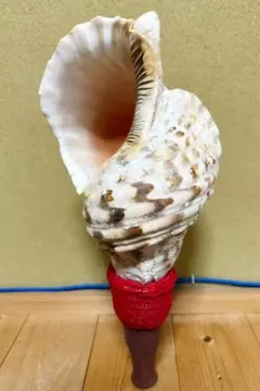 法螺貝 (特大) ホラ貝 ホラガイ 貝殻 置物 シェル インテリア コレクション 法螺貝 ホラガイ ほら貝 ホラ貝 約34.5センチ 巻貝 貝殻 置物 オブジェ