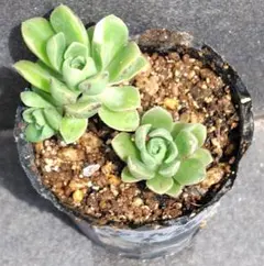多肉植物 七福神抜き苗② - メルカリ