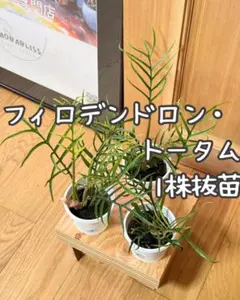 2026年最新】フィロデン トータムの人気アイテム - メルカリ