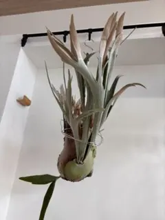 2025年最新】ビカクシダ ビーチーの人気アイテム - メルカリ