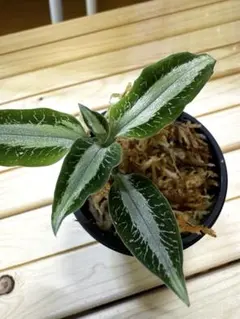 Beaniebaby様 リクエスト 2点 まとめ商品