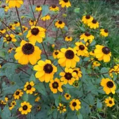 2025年最新】ルドベキア・タカオの人気アイテム - メルカリ