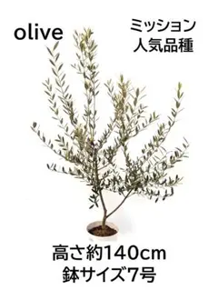 オリーブの木　ブラックイタリアン　7号　約140cm　K-423　希少　現品 オリーブの木 ブラックイタリアン 7号 約140cm K-423 希少 現品 - メルカリ